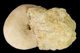 Miocene Sea Biscuit (Echinolampas) Fossil - Australia #147137-1